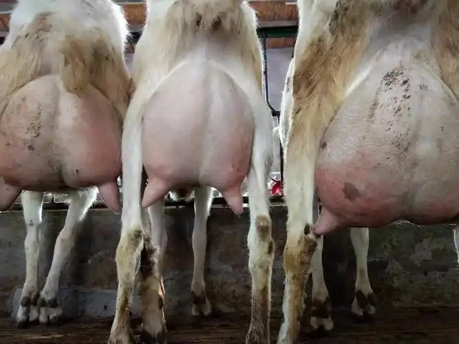 波尔山羊市场行情-江西网