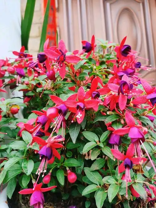 灯笼花吊钟海棠