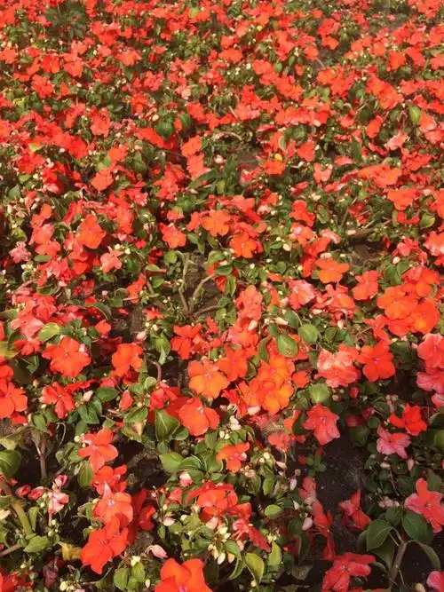 52 分钟前  提问者采纳 何氏凤仙 提问者评价 太给力了,你的回答