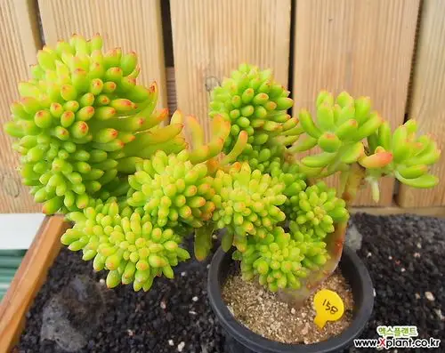 > 八千代缀化 (sedum var ?