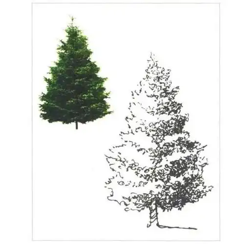 柏树速写范画训练范例