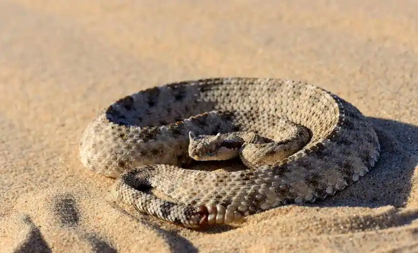生命的速度,角响尾蛇的速度之谜,皮肤表面的物理学_摩擦_移动_运动