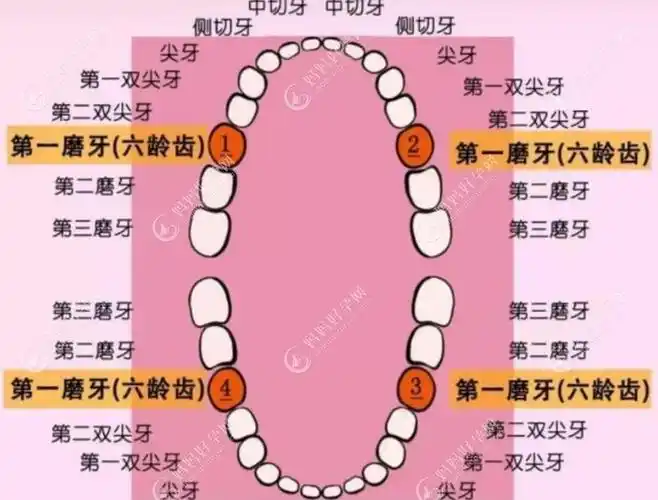 而且六龄齿是终身不换的,换而言之,坏了就坏了.