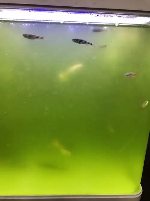 我的鱼缸怎么这么浑