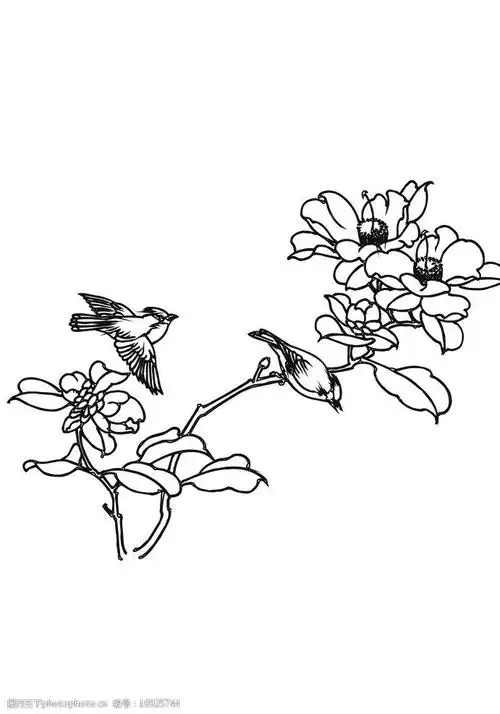 线描花鸟图片