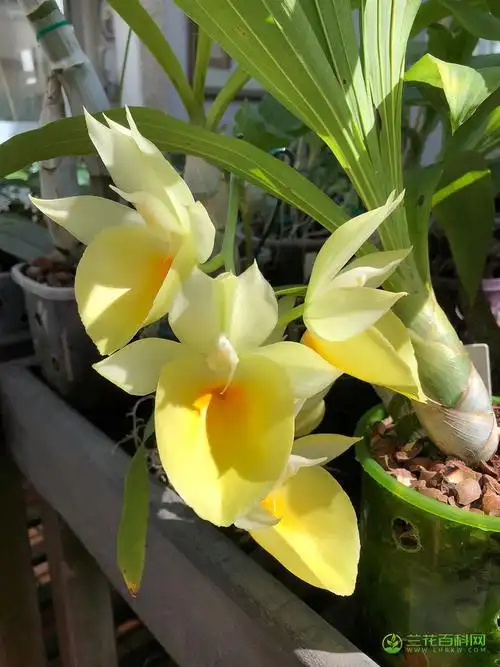 委内瑞拉龙须兰catasetum pileatum图片及特征