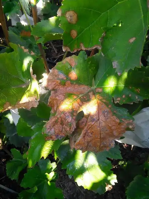 请各位专家帮我看看葡萄叶是什么病,怎么冶?