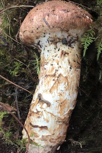 新鲜大松1000g云南香格里拉野生菌菇西藏食用菌精选新鲜松茸