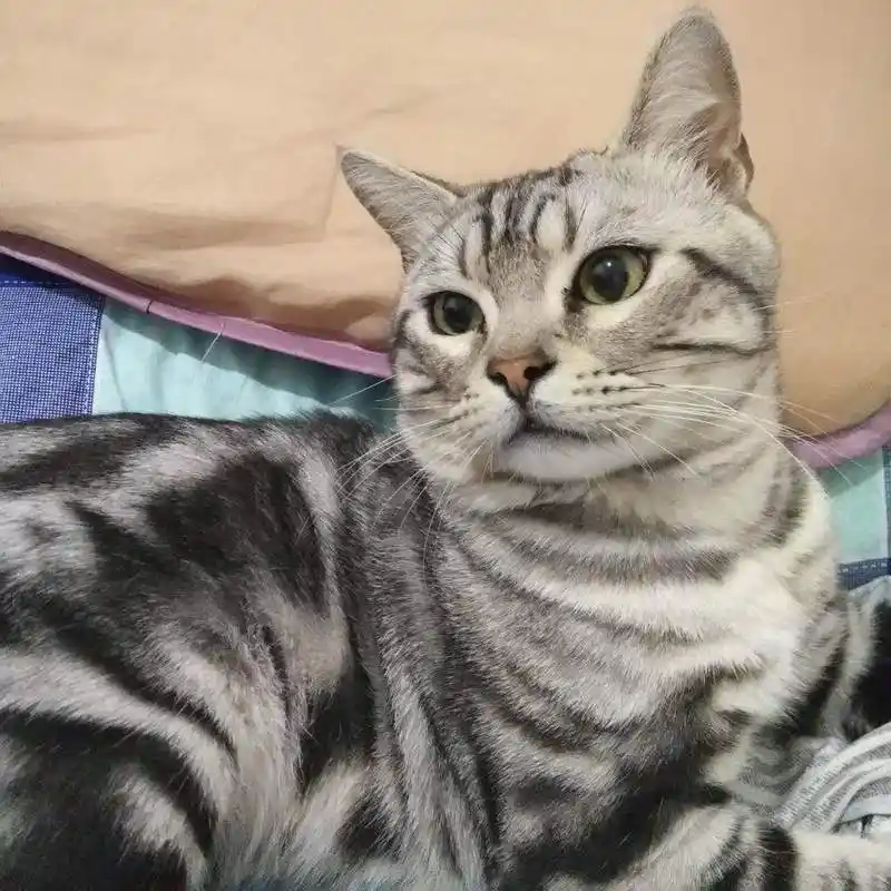 猫星人美短银虎斑:猫界的一股清流,不将就,不媚俗
