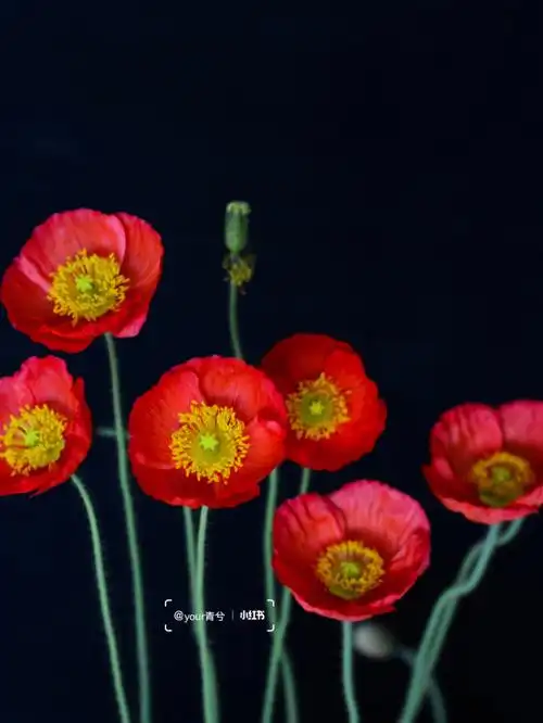 园艺  #养花知识分享  #我的秘密花园  #虞美人花  #花语