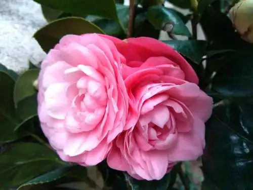 我家小院～茶花篇