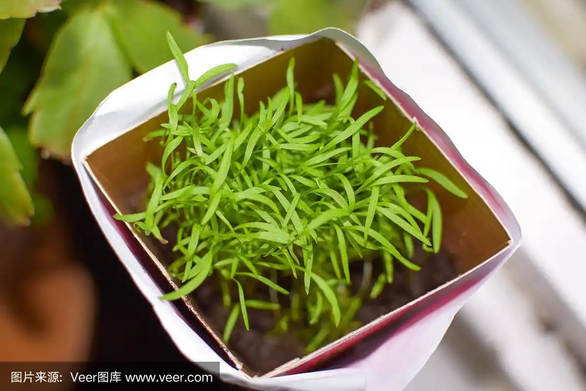 胡萝卜苗立在窗台上.特写镜头