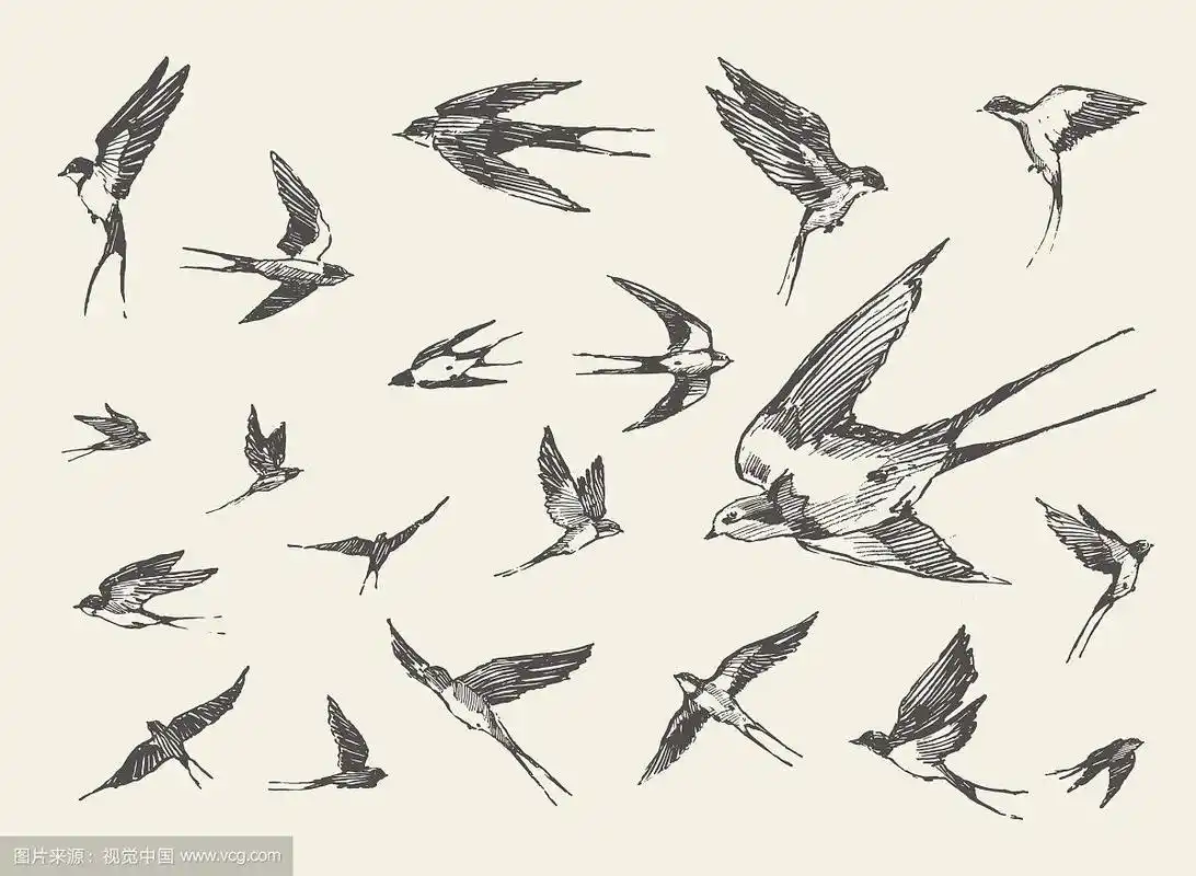 鸟群飞燕子素描