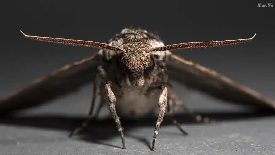 用蛾子触角当天线用气味导航美国博士发明奇特生物技术无人机