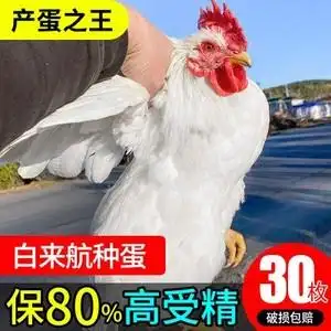 白来航鸡种蛋受精蛋孵化蛋高产散养鸡白凤乌鸡白羽鸡种蛋30枚包邮