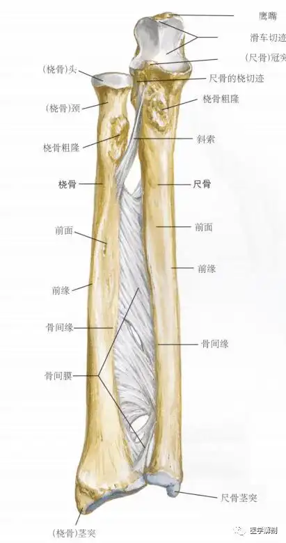 填图题 | 前臂骨_解剖