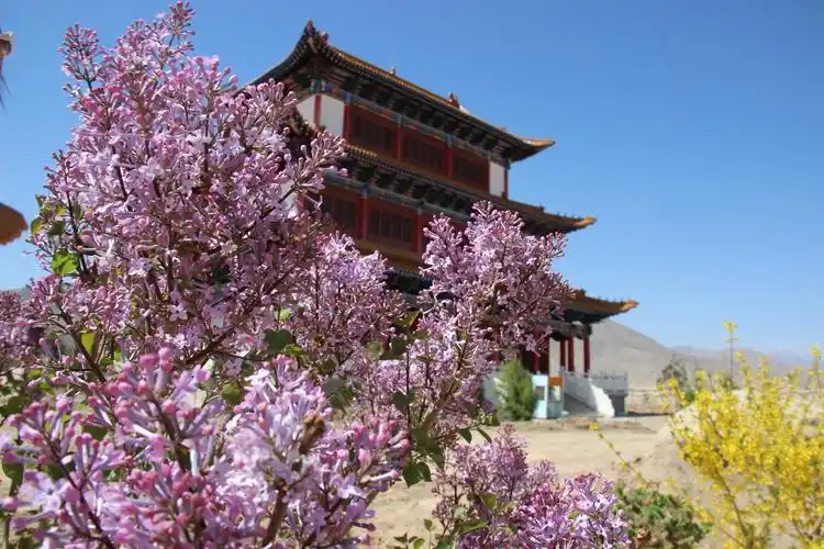 我说是酒泉市的金佛寺镇,具体去过多少次,因为次数多得已数不清了.