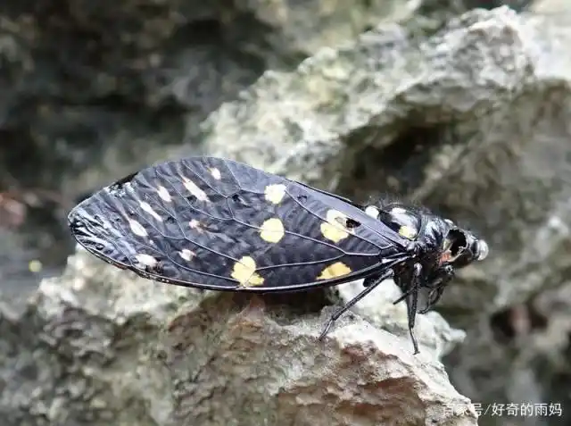 据说斑蝉是我国广西广东地区,非常常见的一种蝉,罗甸县紧邻广西,怪不