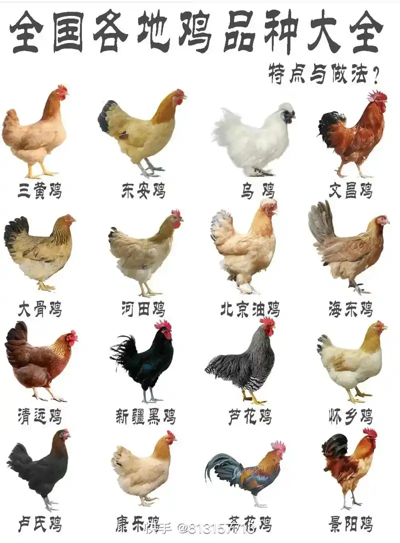 鸡品种大全#农村散养土鸡大红公鸡 #大红公鸡 - 抖音
