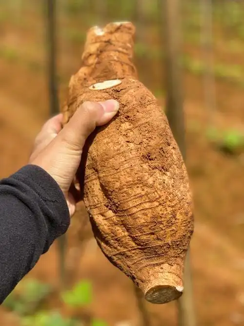 现挖现发的粉葛