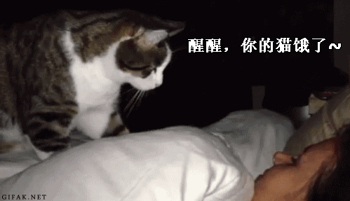 这可能是我见过爪子最欠的猫了查看更多关注"萌宠天下一家亲",评论比