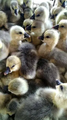 汕头大种狮头鹅苗