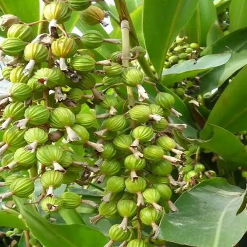 西砂仁的功效与作用知道它的作用后再贵也要买