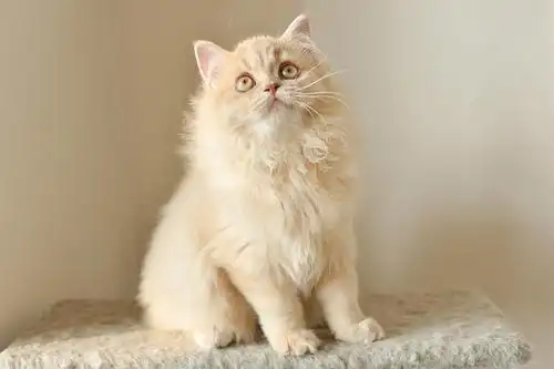 cfa苏格兰高地折耳/立耳 找家长