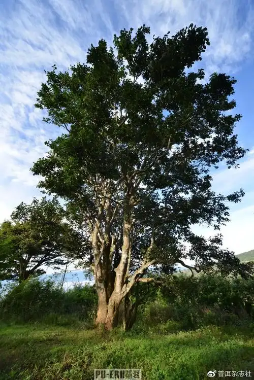 世界上第一棵过渡型古茶树的发现