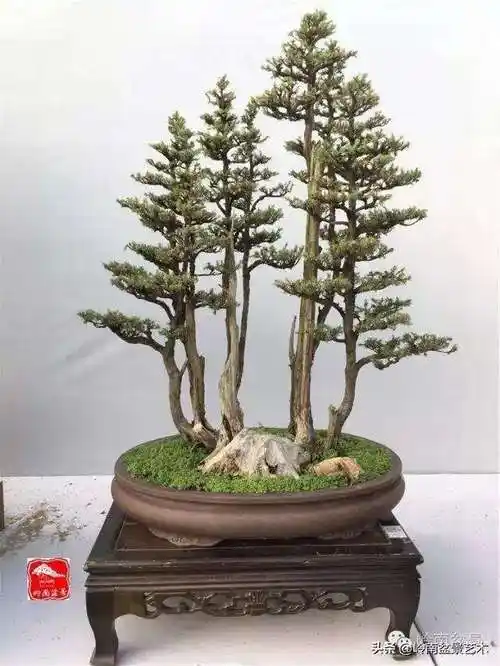 一本三杆盆景造型图片(一本双杆盆景图片大全欣赏)