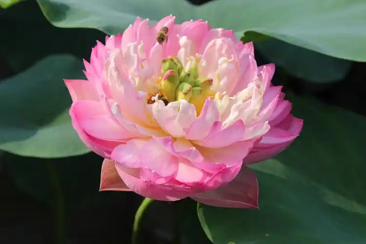 我栽培的碗莲(缸莲,盆栽荷花)之粉重瓣2014