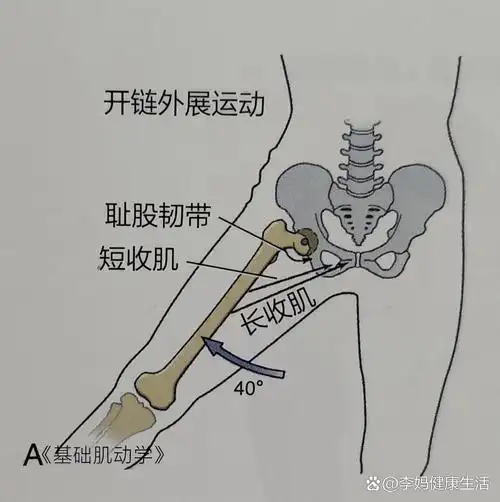 髋关节外展