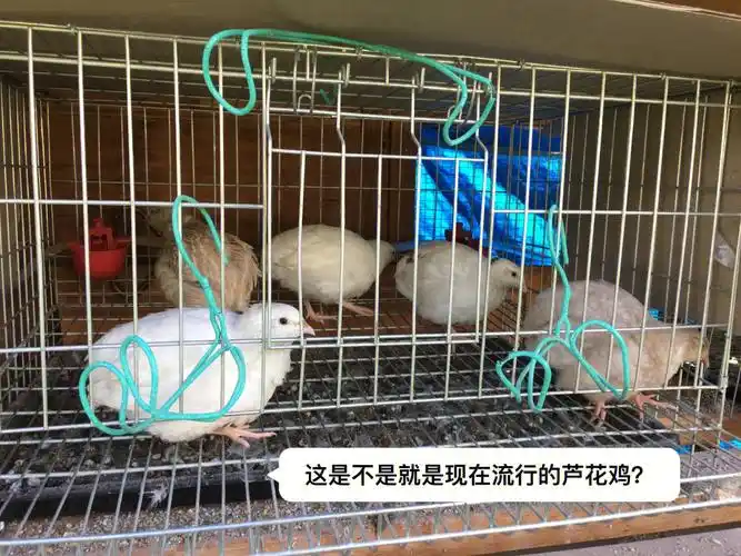 养鹌鹑的那些日子04