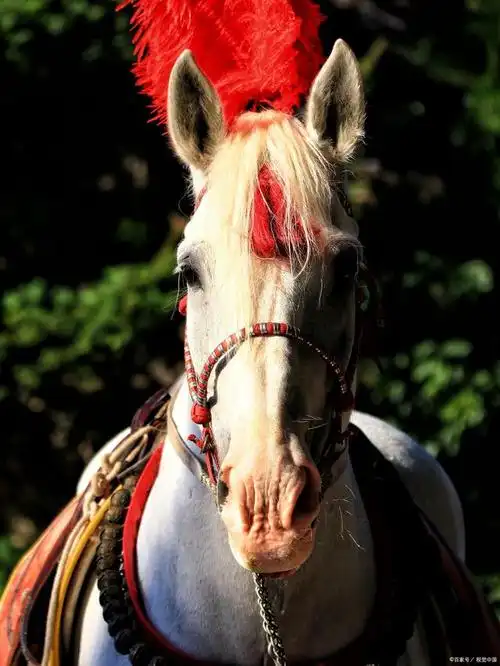 十二生肖之午马,相传其实最初的马是有翅膀的,被称做天马