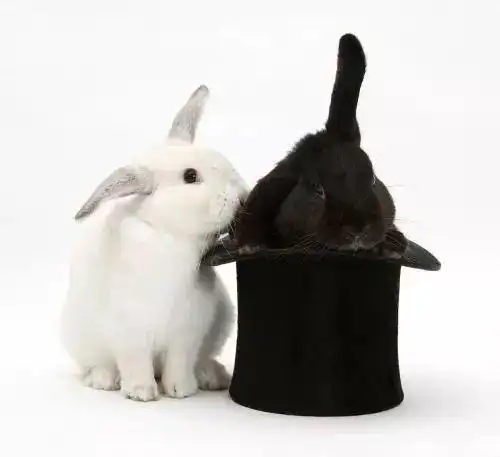 丹桂飘香玉兔呈祥