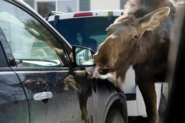 为什么不该让驼鹿舔汽车