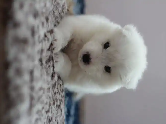 昨天别人给了个 小崽崽这银狐幼崽么 纯不纯啊