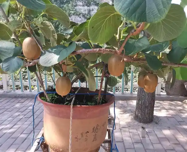 猕猴桃之乡纪行