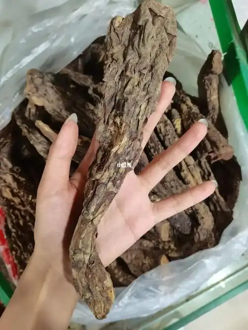 新疆沙漠软黄金大芸又名肉苁蓉