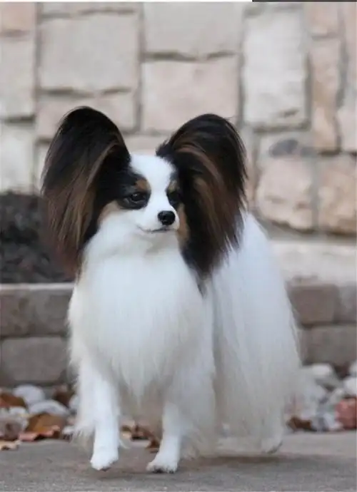 蝴蝶犬串串是什么(鉴定蝴蝶犬的方法大全)