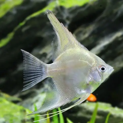 小型燕鱼