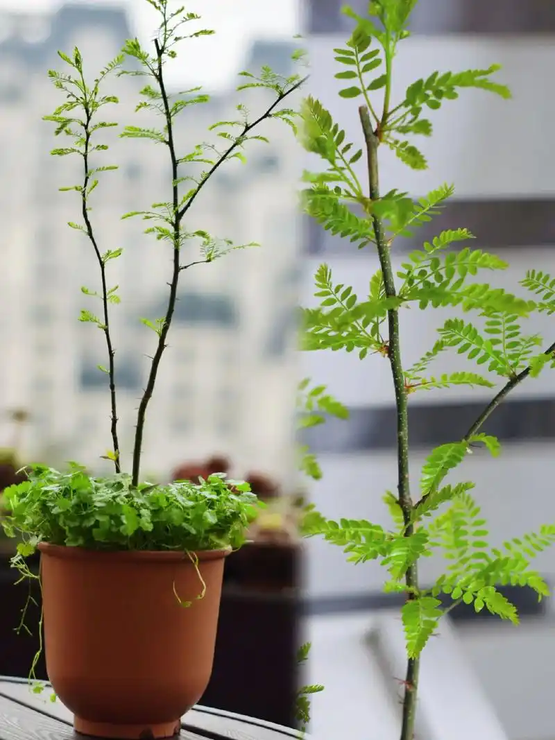 种子盆栽的新绿如此可爱的小叶子啊