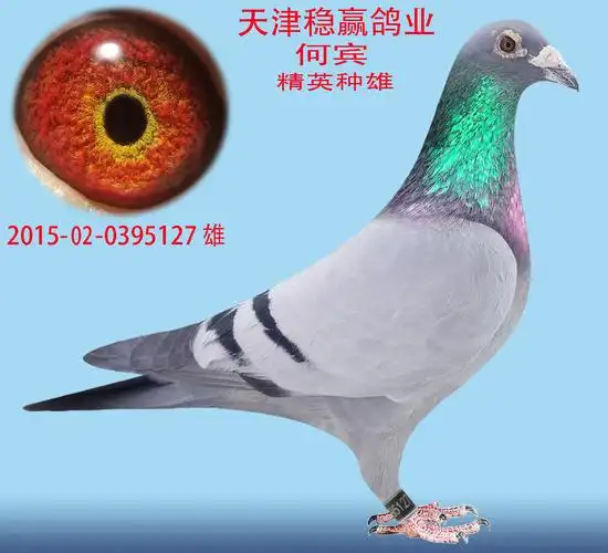 相册优惠专区2021年方便鸽友