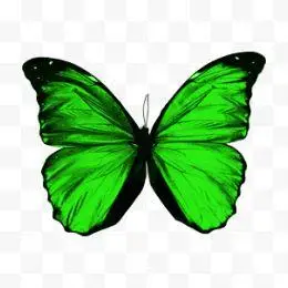 绿色的蝴蝶飞