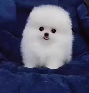 博美纯种长不大哈多利球形博美犬茶杯犬俊介犬 自家大狗生的狗仔