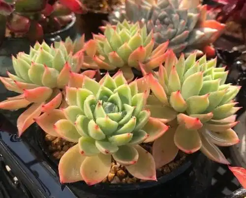 多肉三色堇朵朵缀,被控养成这个状态,难道还不美吗?