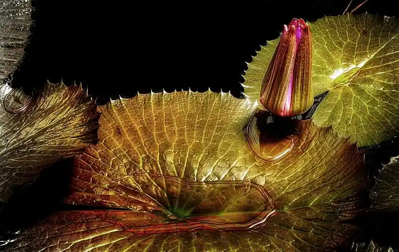 池塘,花,水百合,自然,水生植物,台湾萍蓬草,水