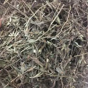 三叶人字草新鲜鸡眼草晒干苍蝇翅农家纯晒干乌蝇羽潮汕中草药野外