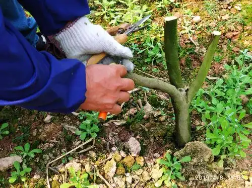 《高位嫁接》-果博士陆矿源