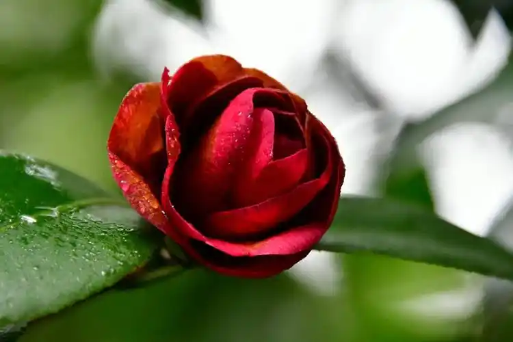 一朵带刺的玫瑰一个天蝎座的女子